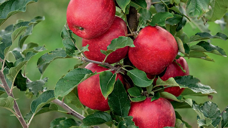Maçã - Fruticultores querem testar o paladar brasileiro para novos tipos  de maçãs a fim de diversificar a produção, concentrada em fuji e gala (Foto: Carlos Stein)