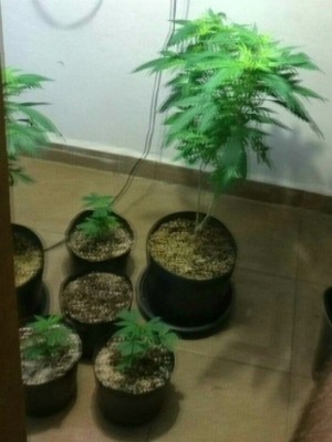 PM encontra estufa com plantação de maconha em Sorocaba (Foto: Divulgação / PM)