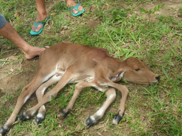 Bezerro nasce com seis patas em Varzedo, na Bahia (Foto: Victor Olv/Site Voz da Bahia)