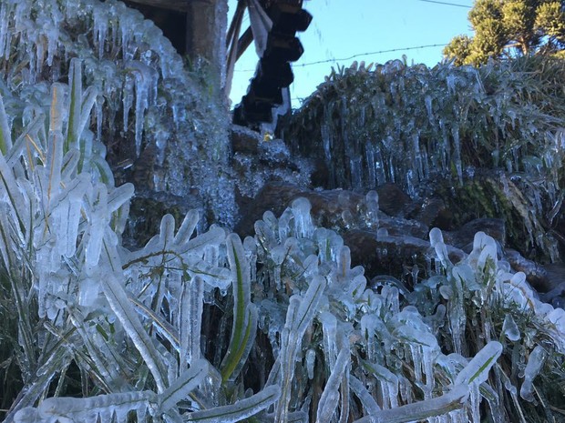 O frio deixou a vegetação coberta de gelo em Urupema, na Serra de SC (Foto: Pedro Rockembach/RBSTV)