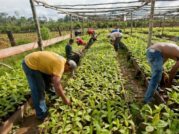 Na Unidade Escola os agricultores recebem capacitação e reproduzem as mudas para o cultivo das frutas (Foto: Gleice Mere/Sebrae/Divulgação)