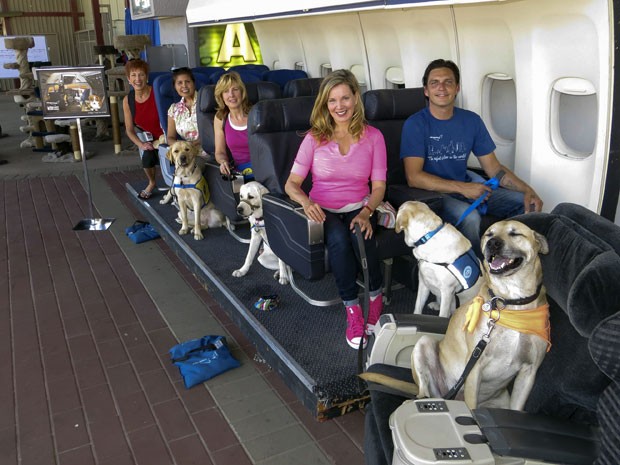 Cães têm aulas para aprender a viajar de avião no estúdio de cinema Air Hollywood (Foto: AP Photo/Air Hollywood, Sandra Lollino)