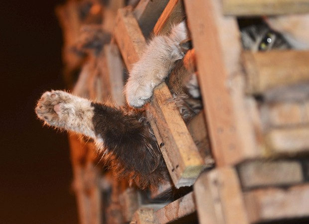 Animais ficaram horas sem comida nem água, dizem agências internacionais (Foto: China Daily/Reuters)