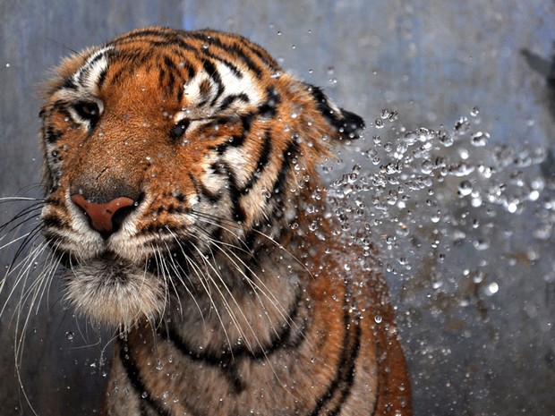 Tigre-de-bengala recebe um banho de tratadores no parque zoológico Birsa Munda, em Ranchi, na Índia. Os funcionários têm ajudado os animais a se refrescarem em dias nos quais a temperatura tem passado de 40 graus. (Foto: AFP/Stringer)