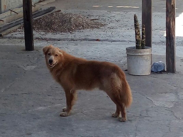 cão, abandonado, porta de casa, família, retorno, Macapá, Amapá (Foto: Gabrielle Nascimento/ Arquivo Pessoal)