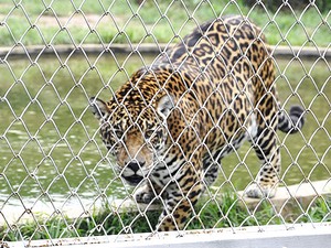 Onça no Zoológico da UFMT (Foto: Denise Soares/G1)