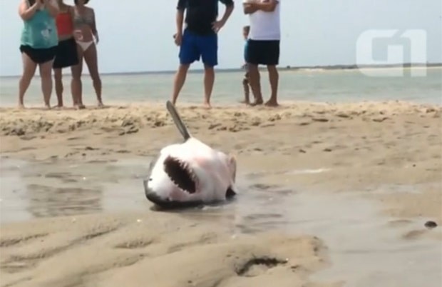 Banhistas ajudaram a salvar tubarão branco encalhado em praia em Chatham (Foto: Reuters)