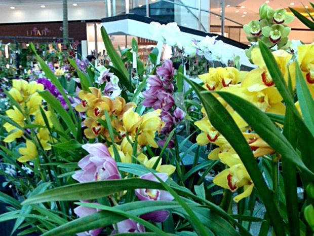 Orquídeas em exposição em shopping do DF (Foto: Marcela Andrade/Divulgação)