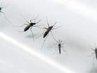 ES registra 533 suspeitas de zika vírus e 18 casos de microcefalia
