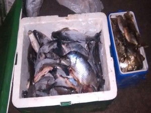 Pescados estavam divididos em dois carros (Foto: Polícia Rodoviária/ Divulgação)