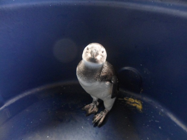 Pinguim está em boas condições e deverá voltar ao mar em breve (Foto: Cristian Negrão / Arquivo Pessoal)