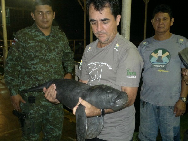 Filhote de peixe-boi é resgatado no Amazonas (Foto: Divulgação)