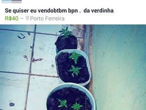 Polícia descobriu que venda era feita pela internet (Foto: Divulgação/Polícia Militar de Porto Ferreira) Polícia descobriu que venda era feita pela internet (Foto: Divulgação/Polícia Militar de Porto Ferreira)