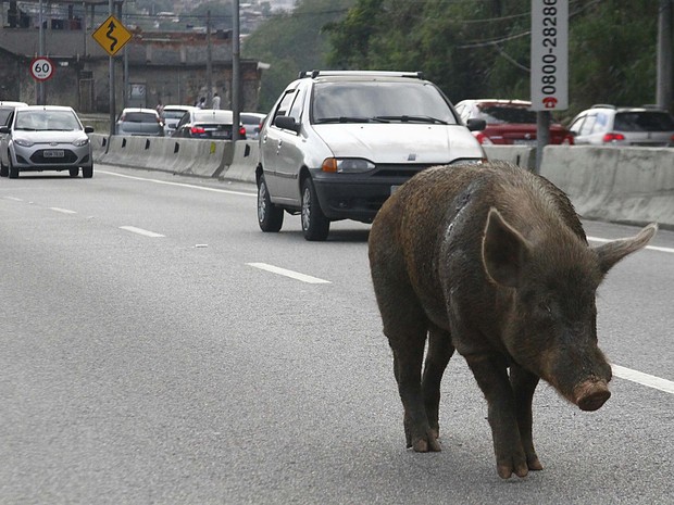 Porco é visto andando em meio aos carros na Grajaú-Jacarepaguá, no Rio (Foto: Ale Silva/Futura Press/Estadão Conteúdo)