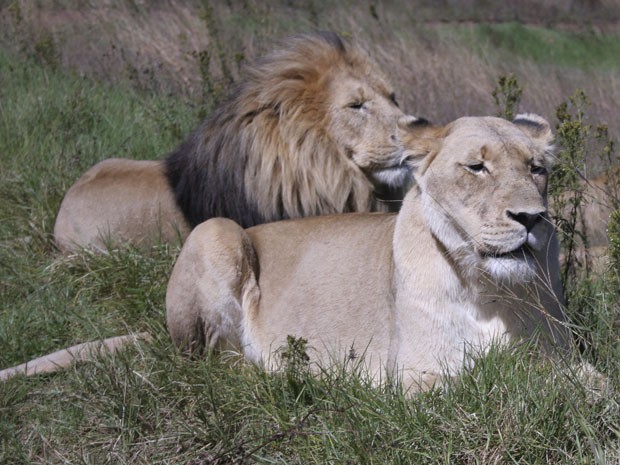 Leões africanos perderam parte de seu habitat nos últimos anos, aponta estudo (Foto: Arquivo/Carley Petesch/AP)