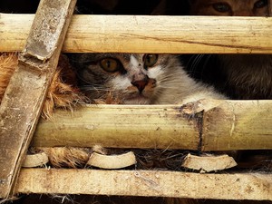  Gatos eram transportados em caixas de bambu (Foto: STR/AFP)