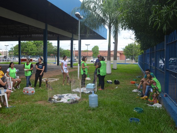 G1 Dezenas de animais são adotados em feira de adoção em Ji Paraná