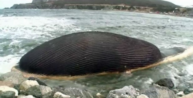 Carcaça de baleia pode explodir a qualquer momento (Foto: BBC)