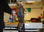 Rato gigante assusta família na Suécia (Reprodução/Facebook/Justus Bengtsson-Korsås)