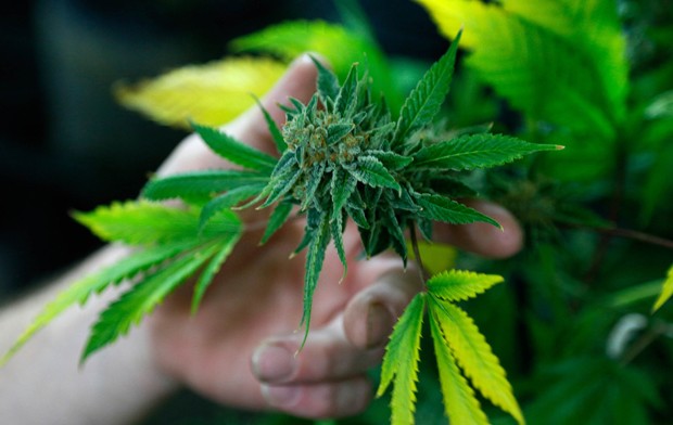 País aprovou em 2013 lei liberando consumo de cannabis; última etapa é venda em farmácias  (Foto: Reuters)