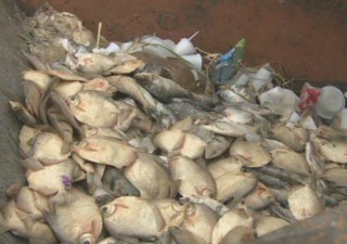 Sem local para estocar o pescado, vendedores acabam perdendo a carga (Foto: Reprodução/TV Amazonas)