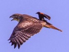 Veja pássaro pegando carona em ave de rapina e outros animais folgados
