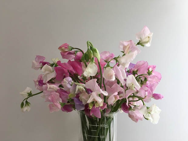 Ervilha Doce: saiba tudo sobre essa flor perfumada (Foto: Flo Atelier Botânico)