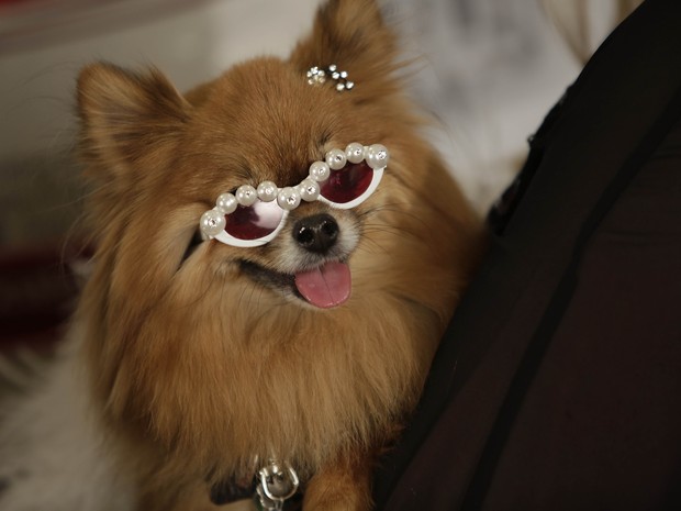 Cachorro participa de desfile de moda em Nova York (Foto: AFP PHOTO / JOSHUA LOTT)