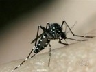 Quatro casos de Zika vírus foram registrados em Palmas, diz Sesau 