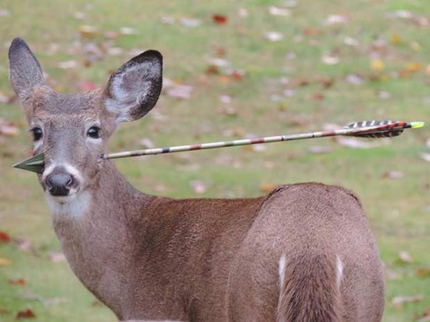 Veado com flecha atravessada pela cabeça é procurado em cidade de Nova Jersey (Foto: Reprodução/Facebook/Susan Darrah)