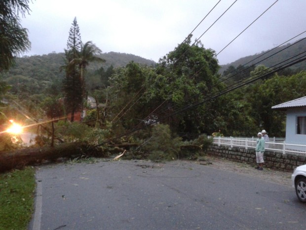 Árvore caiu próxima ao museu no Ribeirão da Ilha, em Florianópolis (Foto: Geovane Ribeiro/Divulgação)