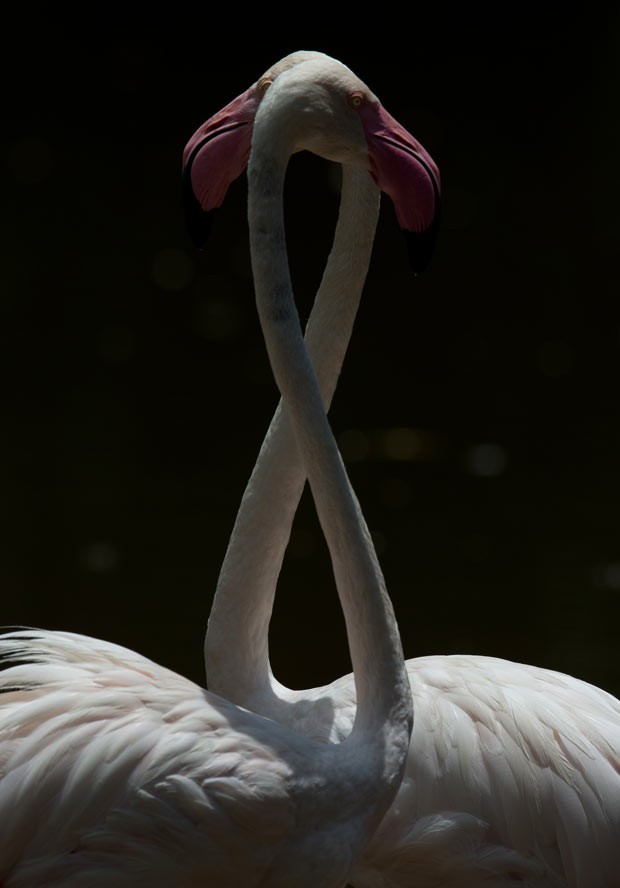 Flamingos fazem 'oito' em lago na Malásia neste domingo (6) (Foto: Mohd Rasfan/AFP)