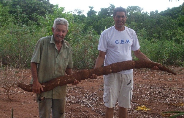 Fazendeiro de Goiás colhe mandioca gigante (Foto: Reprodução/TV Anhanguera)