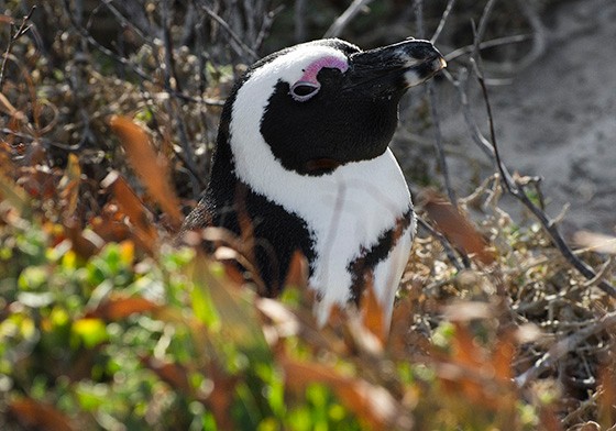 Os pinguins preferem fazer seus ninhos dentro das moitas da vegetação do litoral (Foto: © Haroldo Castro/Época)