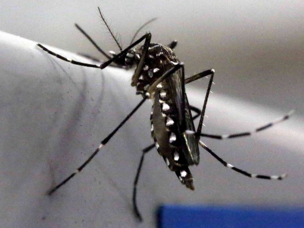 Mosquito Aedes aegypti é visto no laboratório Oxitec em Campinas (SP) (Foto: Paulo Whitaker/Reuters)