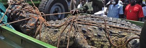 Capturado crocodilo que teria devorado quatro (Peter Busomoke/AFP)