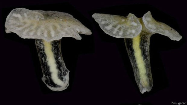 O organismo pluricelular encontrado pelos cientistas tem aparência similar a de um cogumelo (Foto: Divulgação)