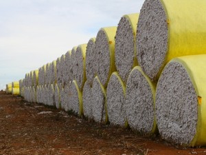 Fardo de algodão no campo em MT (Foto: Amanda Sampaio/G1 MT)
