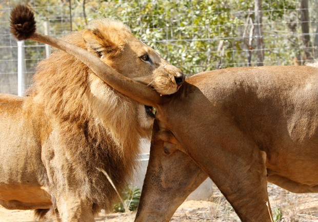 Leões brincam após serem libertados na reserva (Foto: Siphiwe Sibeko/Reuters)