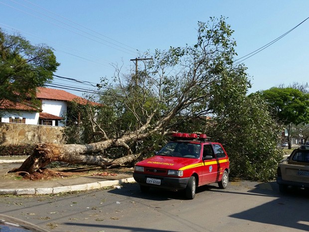 Pelo menos 11 árvores caíram na cidade após chuva de ventos em Lavras (Foto: Corpo de Bombeiros)