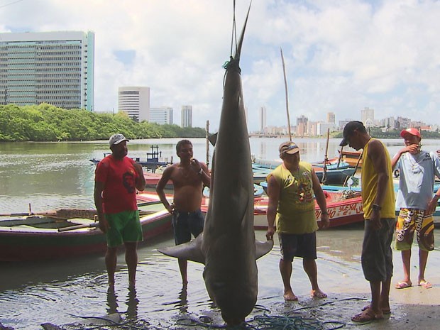 Tubarão capturado é considerado de grande porte. (Foto: Reprodução / TV Globo)
