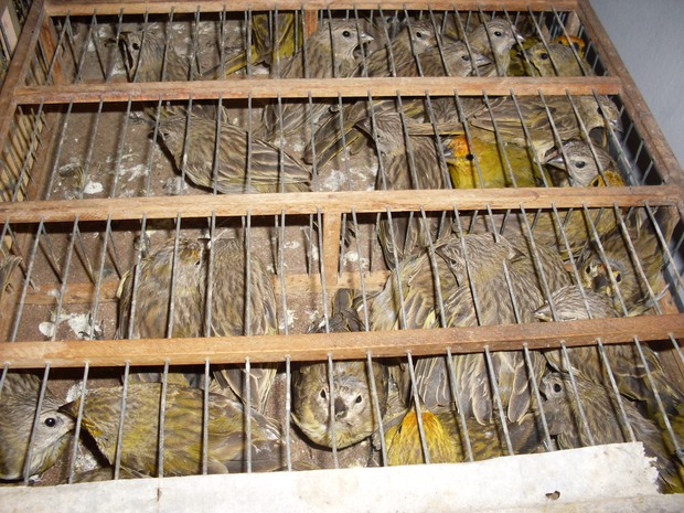 Muitas aves já estavam mortas quando foram encontradas (Fot Divulgação / Polícia Militar)