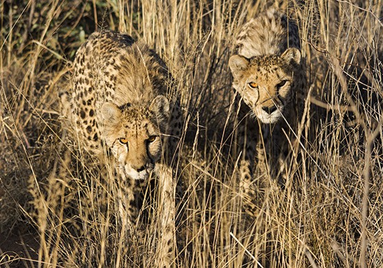 Dois guepardos caminham por um matagal (Foto: © Haroldo Castro/Época) Dois guepardos caminham por um matagal (Foto: © Haroldo Castro/Época)