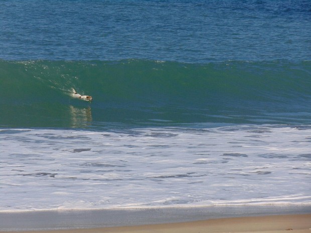 Cachorro pega onda em praia do litoral de SP (Foto: Leonardo Nogueira / Arquivo Pessoal)