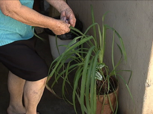 Aposentada de Tatuí cuida do quintal para se prevenir da dengue (Foto: Reprodução/TV TEM)