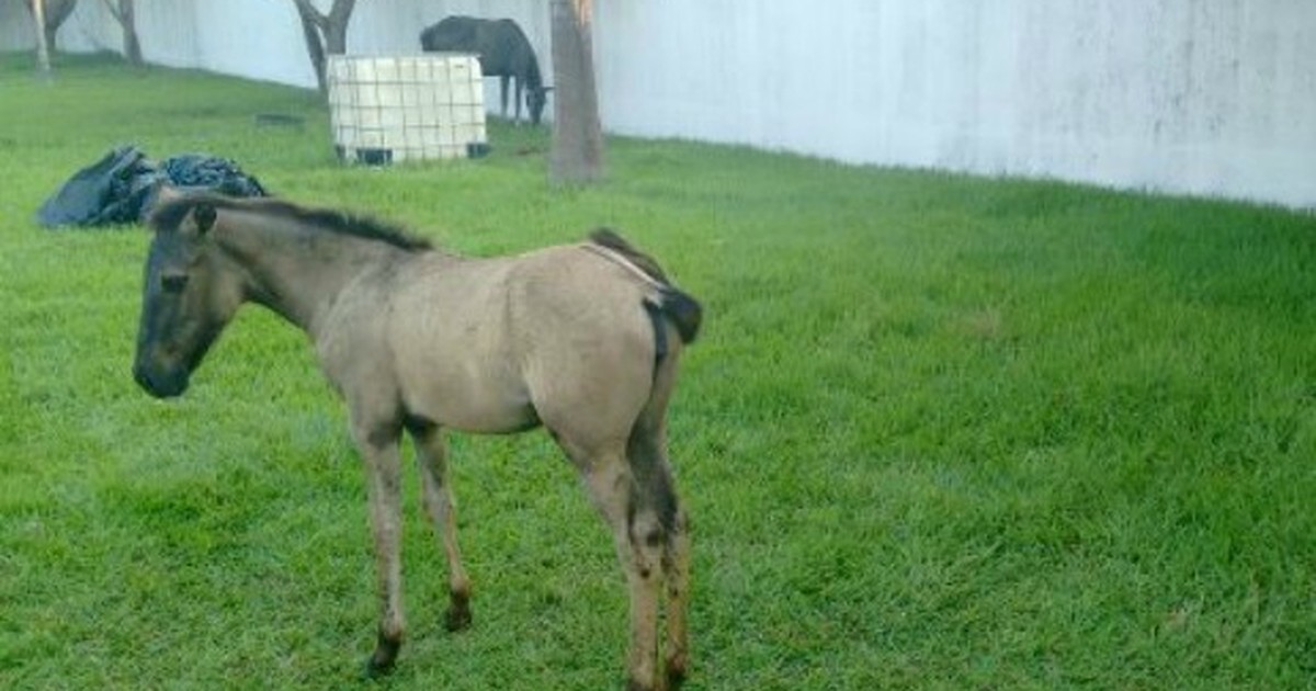 G1 Após maustratos, família de cavalos é recolhida em Fórum e ganha tutor notícias em Mato