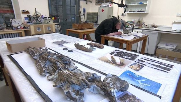 A equipe do museu da Universidade de Oxford passou meses limpando e reparando o fóssil  (Foto: BBC)