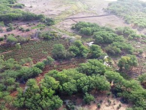 PF erradica 403 mil pés de maconha no Sertão de PE. (Foto: Divulgação/ Polícia Federal)