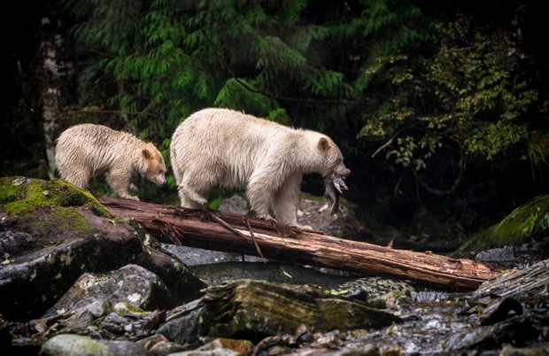 Kyle Breckenridge, do Canadá, flagrou estes ursos na Colúmbia Britânica, Canadá (Foto: Kyle Breckenridge/2015 Sony World Photography Awards)
