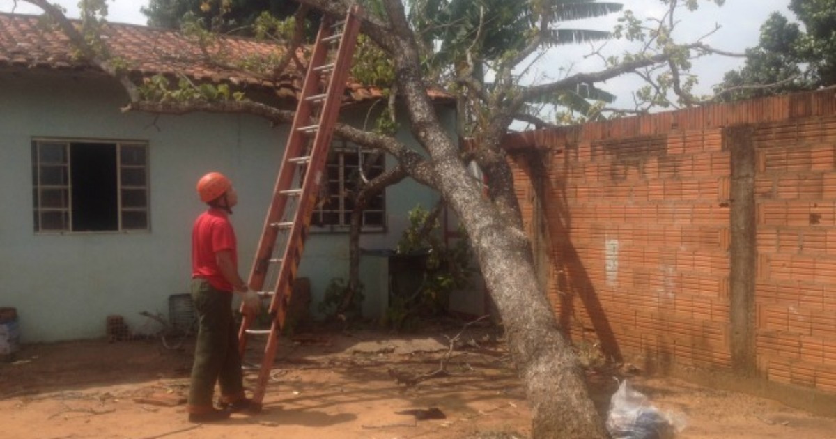 Árvore cai e danifica telhado de residência em bairro da capital de MS - Globo.com